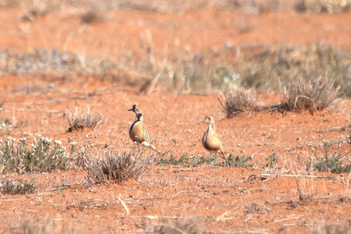 Inland Dotterel - Daniel Traub