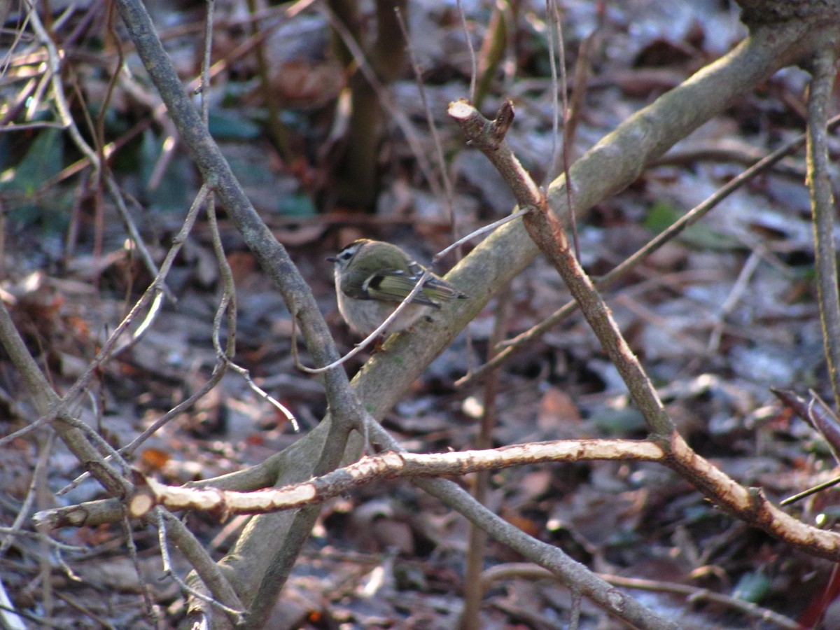 Golden-crowned Kinglet - ML614118502