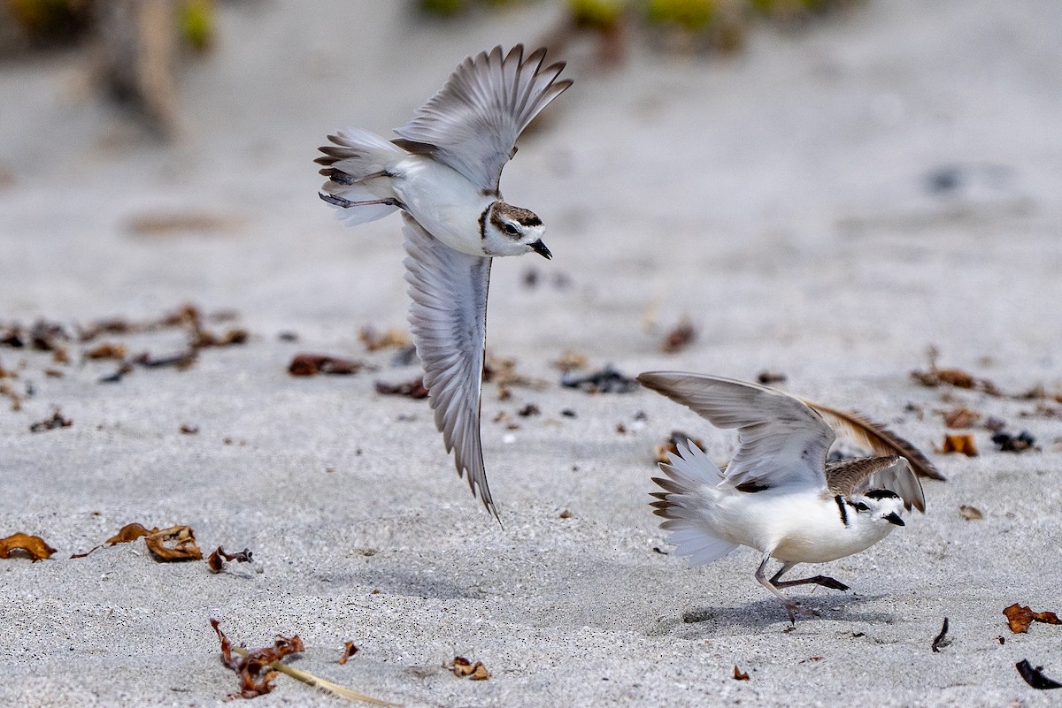 Snowy Plover - ML614118527