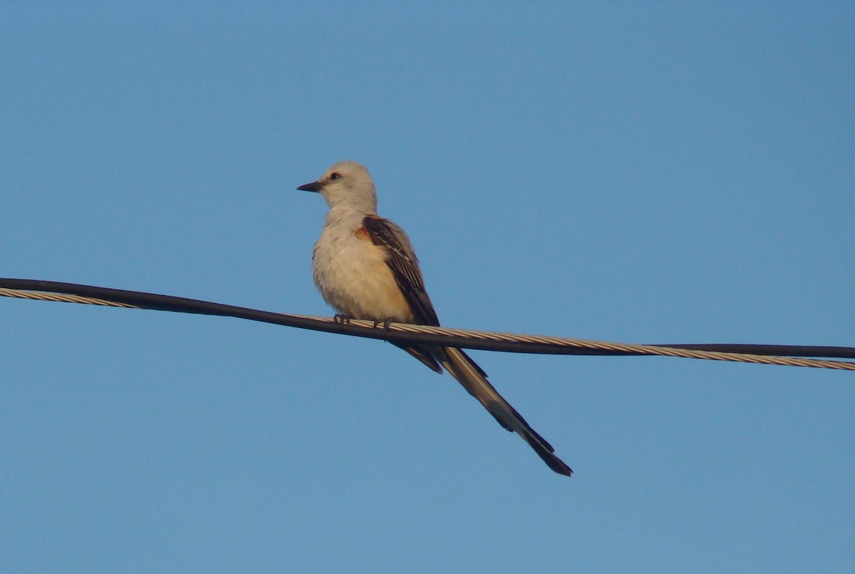 Scissor-tailed Flycatcher - Peggy Blair