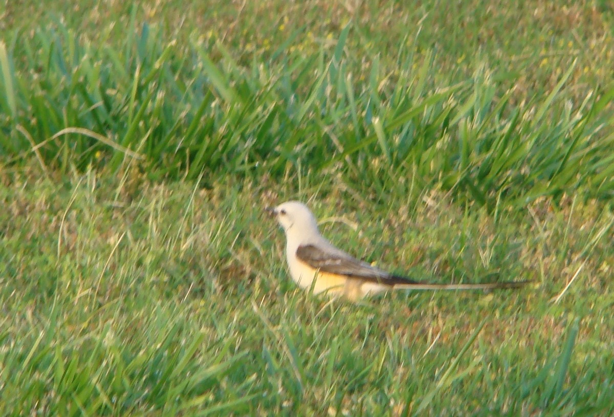 Scissor-tailed Flycatcher - Peggy Blair