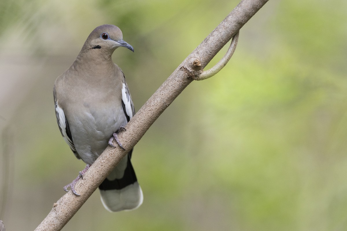 White-winged Dove - Michael Stubblefield