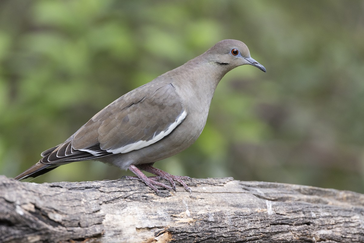 White-winged Dove - Michael Stubblefield