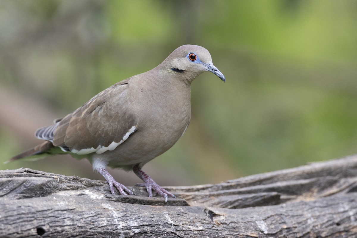 White-winged Dove - Michael Stubblefield