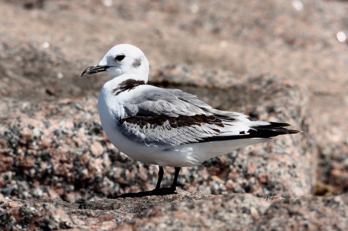 Black-legged Kittiwake - ML614118614