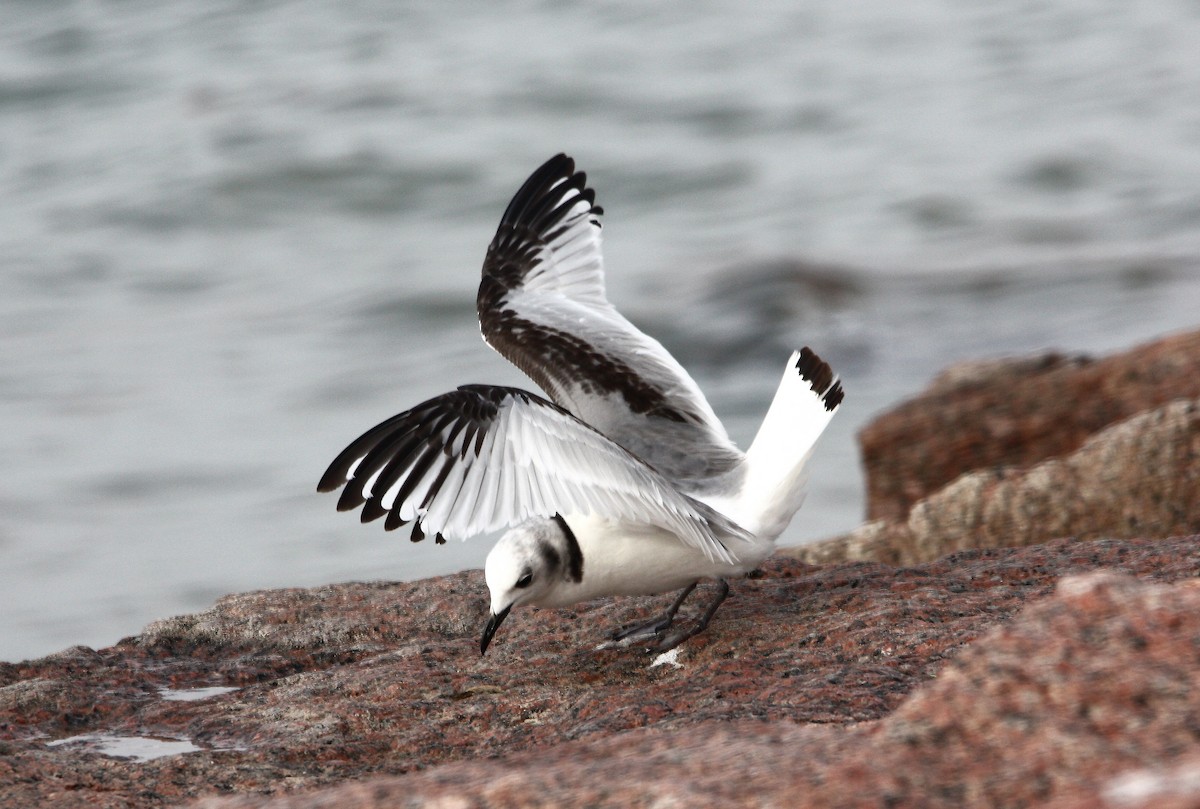 Black-legged Kittiwake - ML614118642