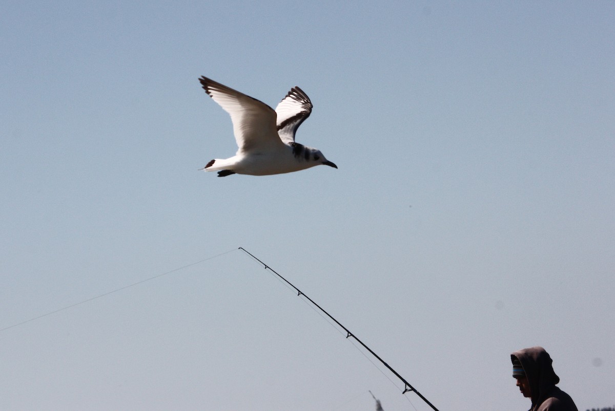 Black-legged Kittiwake - ML614118643