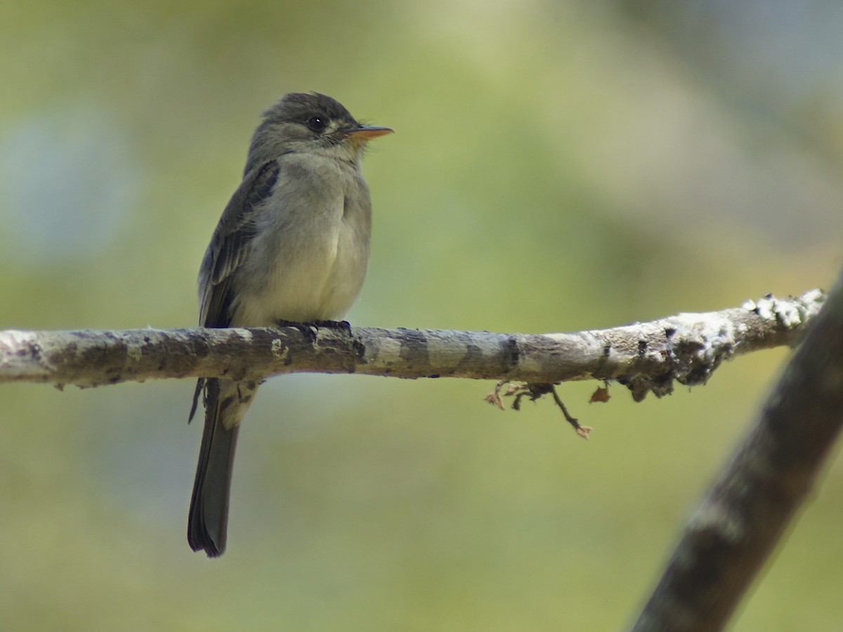 pewee sp. (Contopus sp.) - ML614118657