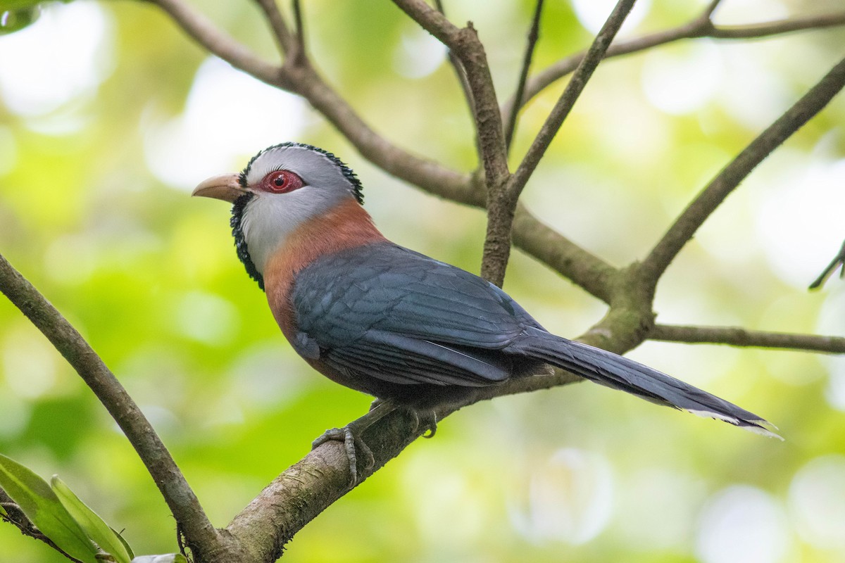 Scale-feathered Malkoha - Andrew Marden