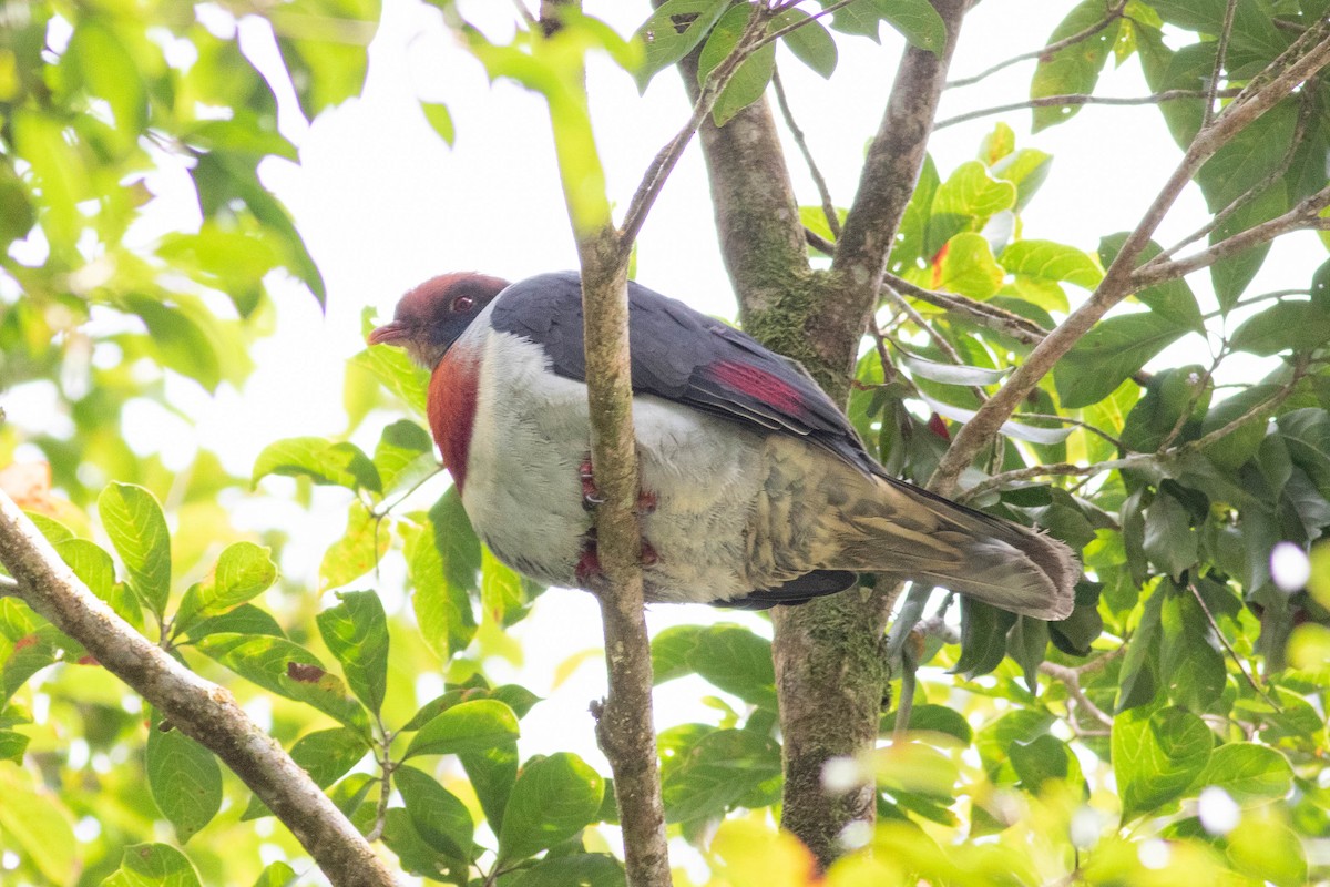 Flame-breasted Fruit-Dove - ML614118816