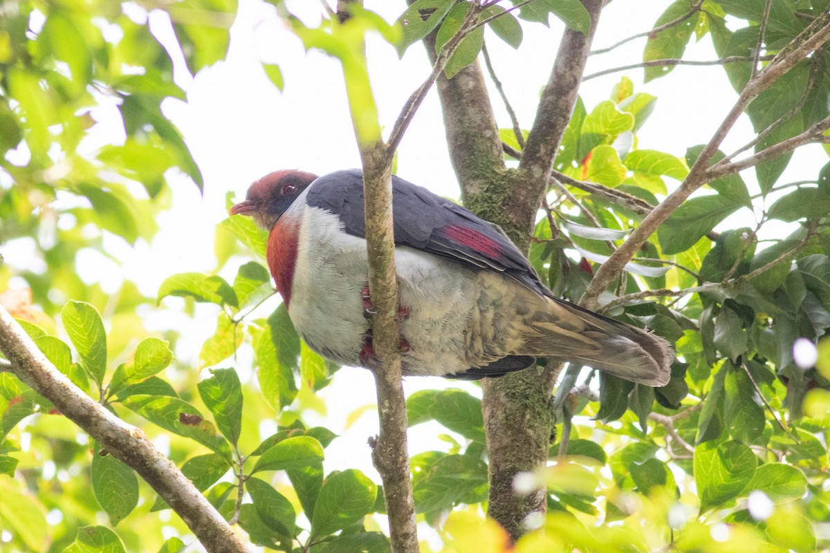 Flame-breasted Fruit-Dove - ML614118816