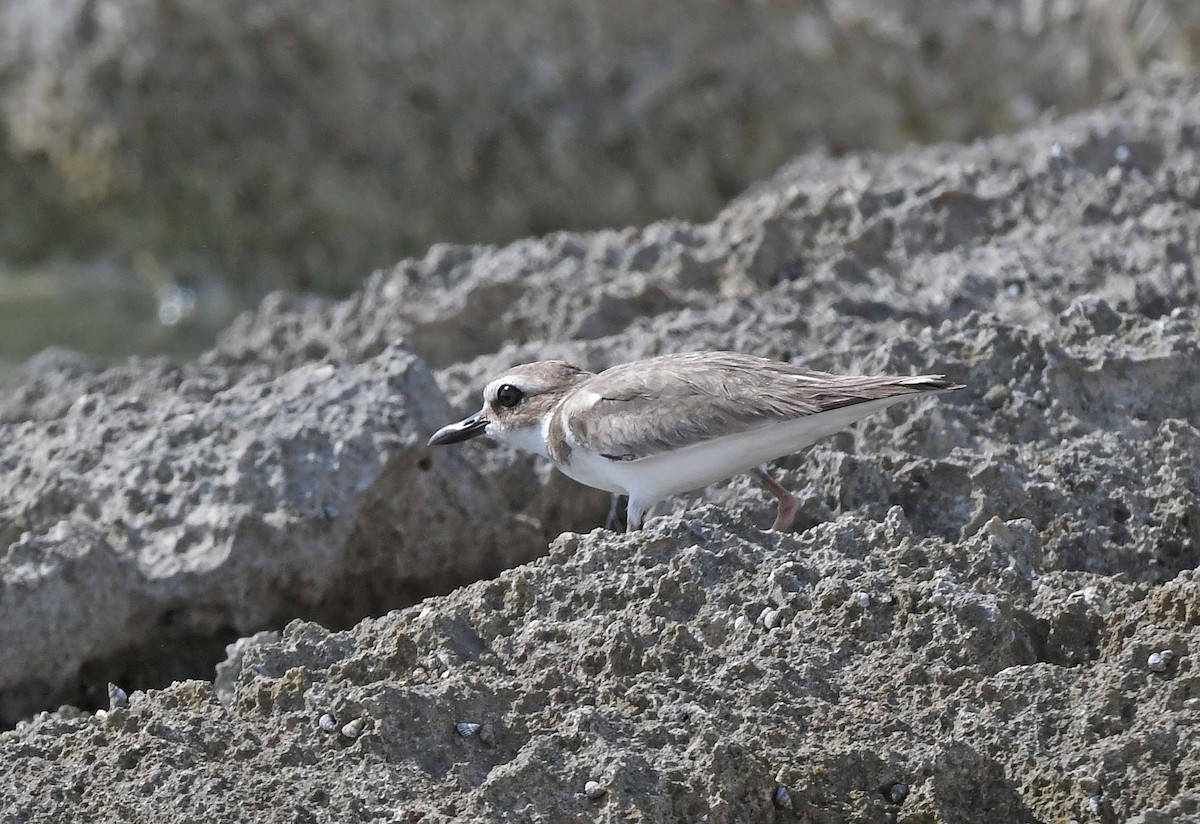 Wilson's Plover - ML614118882