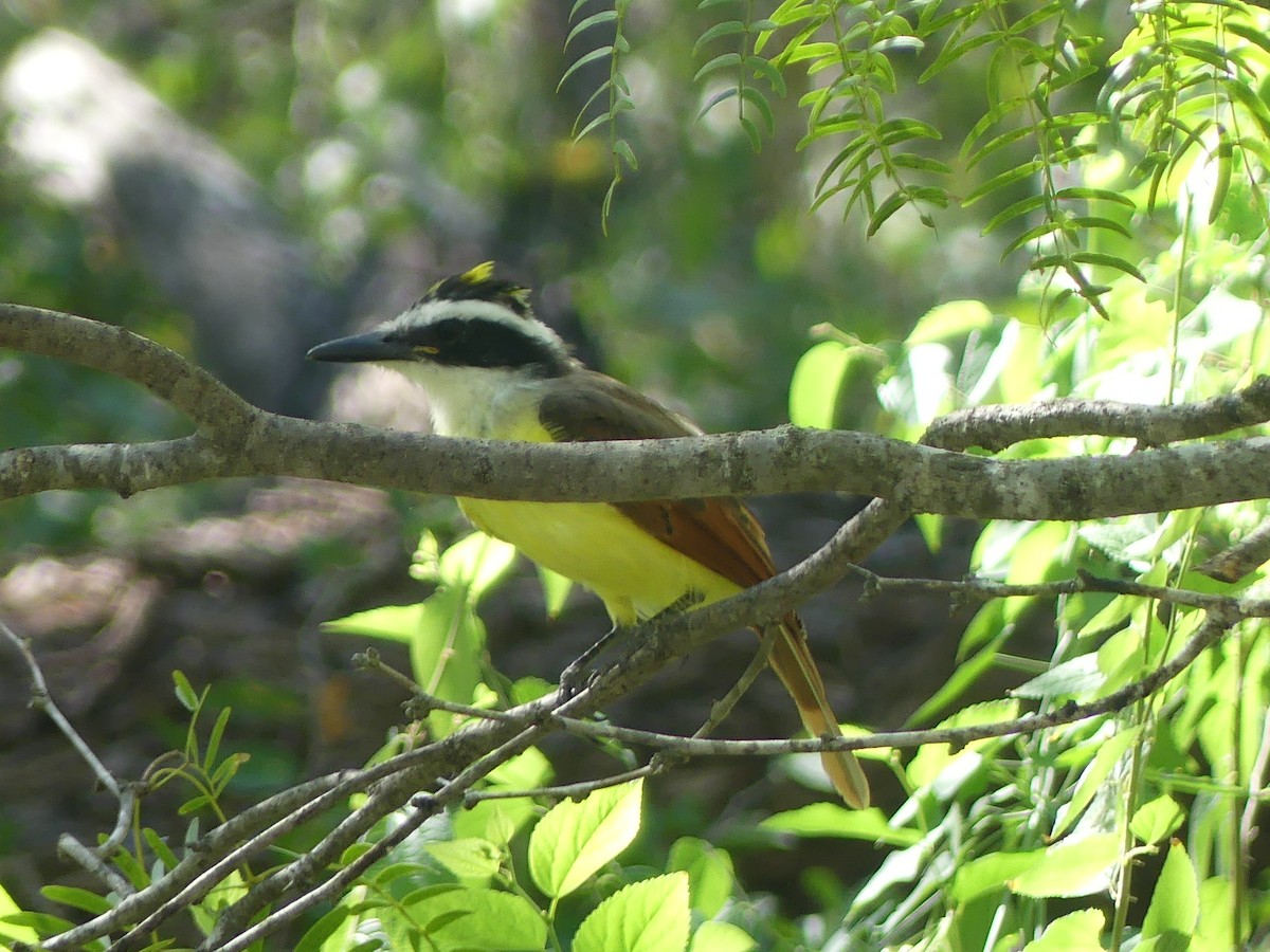 Great Kiskadee - ML614118922