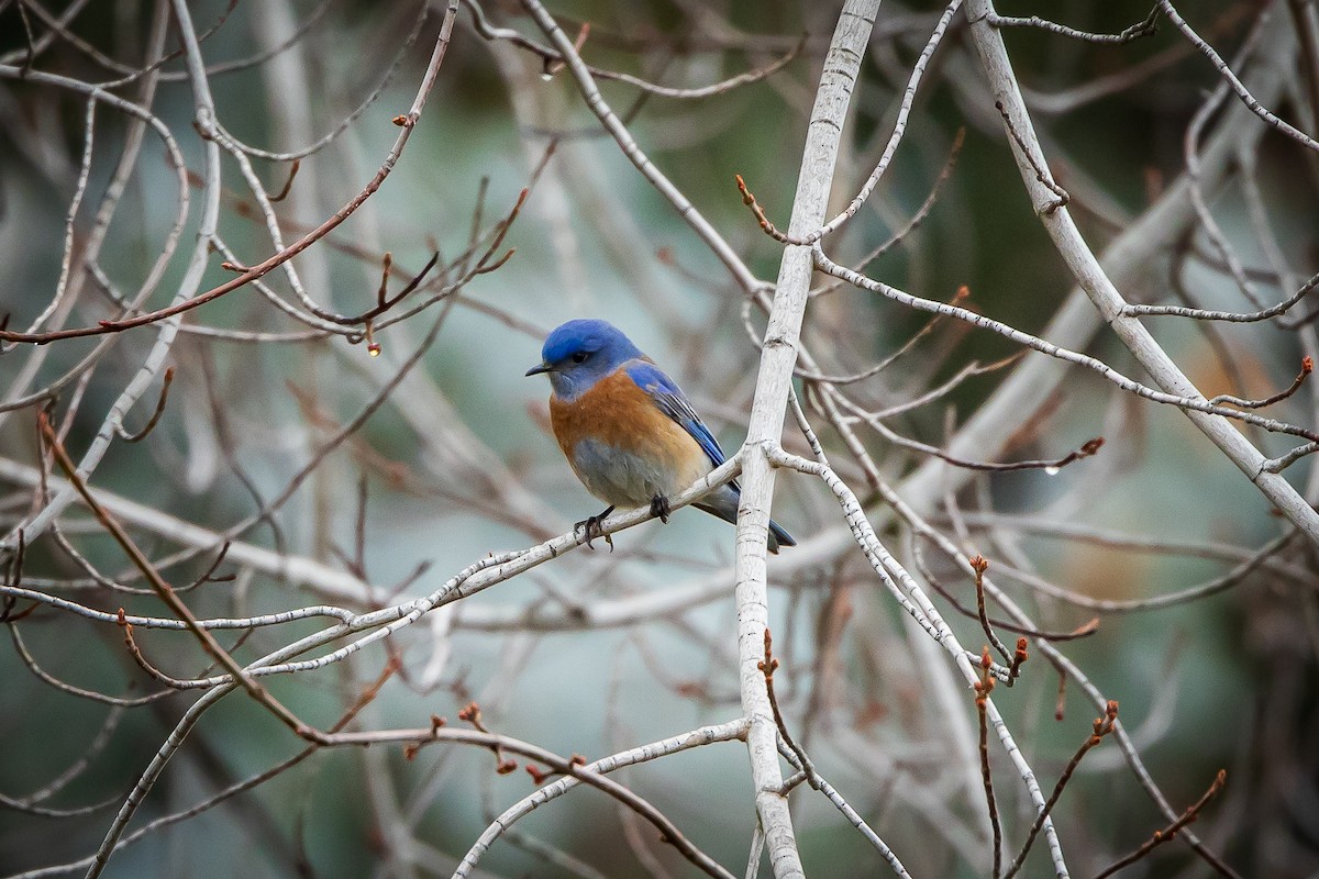 Western Bluebird - ML614118934