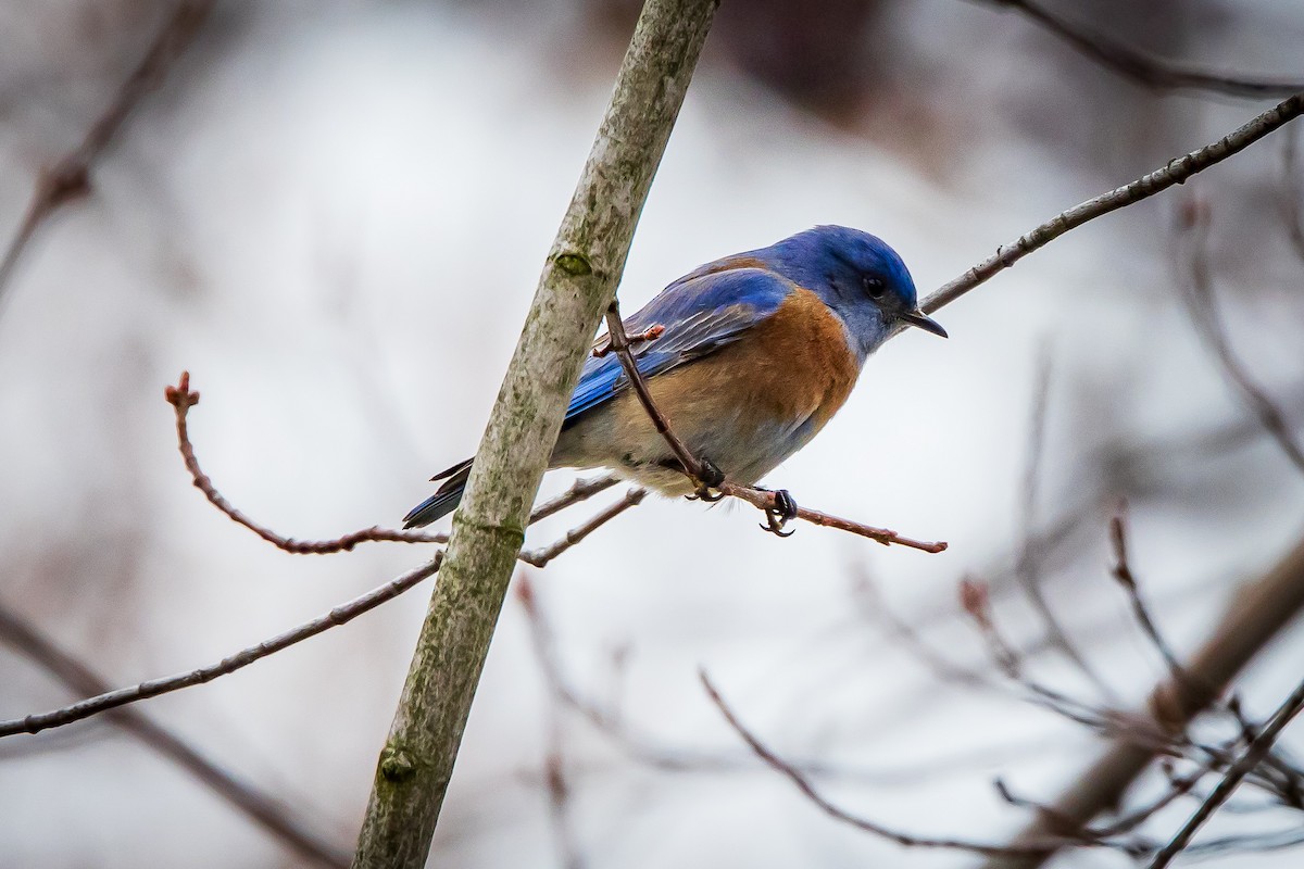 Western Bluebird - ML614118938