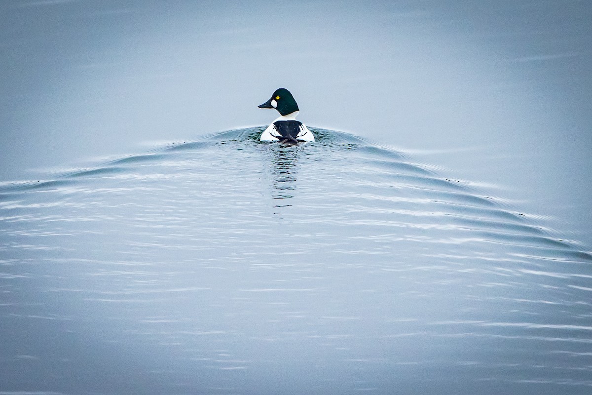 Murgilari urrebegia - ML614118943