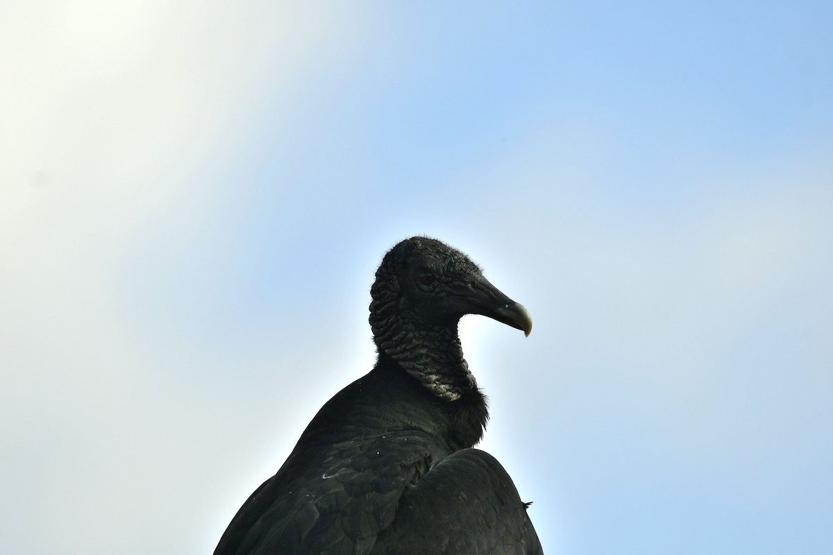 Black Vulture - Eugenia Boggiano