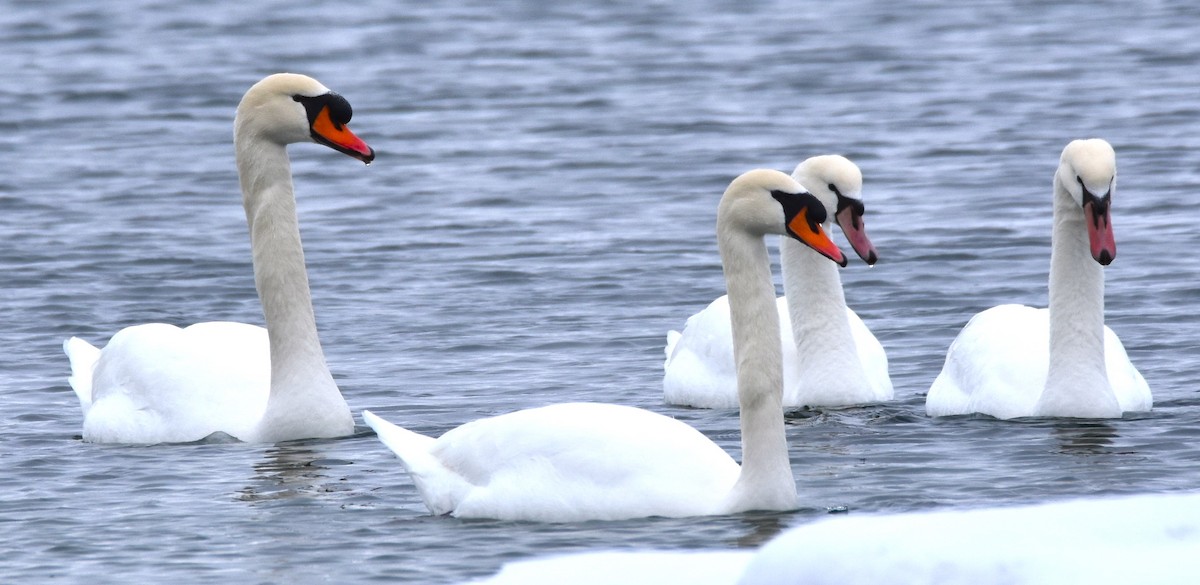 Mute Swan - ML614118994