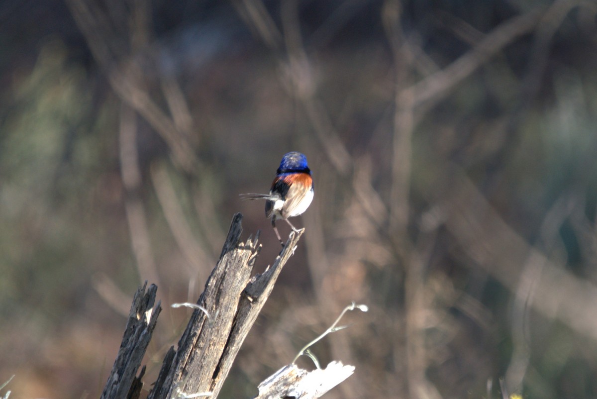 Purple-backed Fairywren - ML614118996