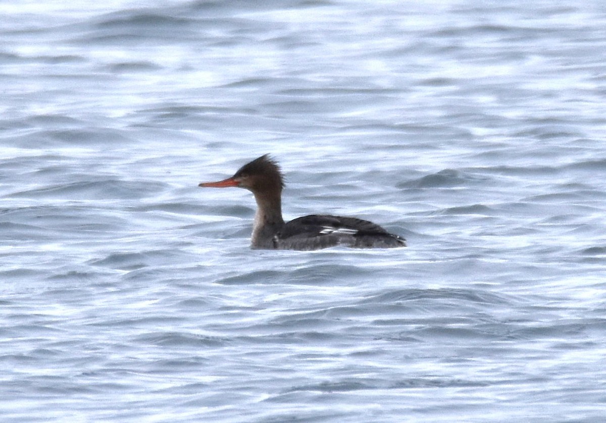 Red-breasted Merganser - ML614119013