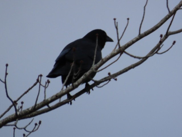 Common Raven - ML614119069