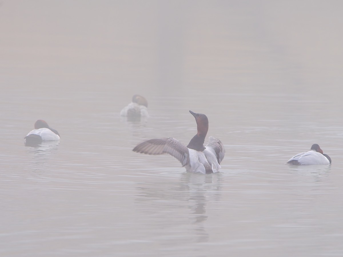 Canvasback - ML614119104