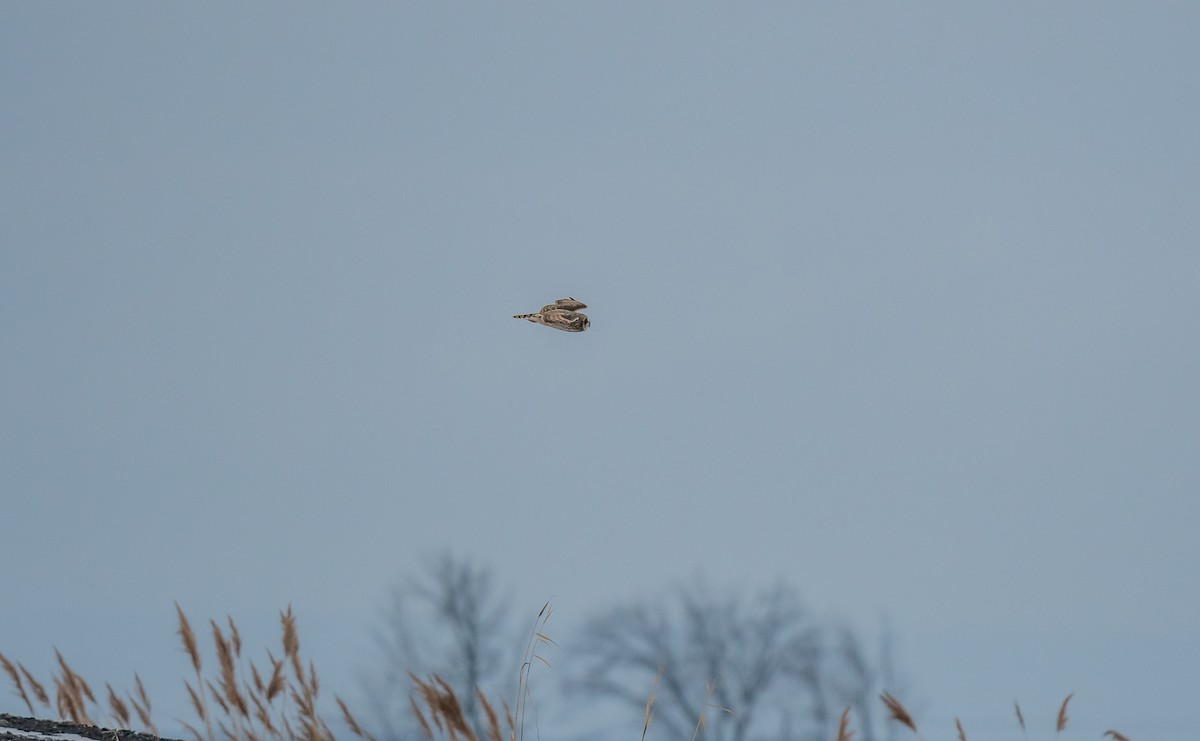 Short-eared Owl - ML614119122