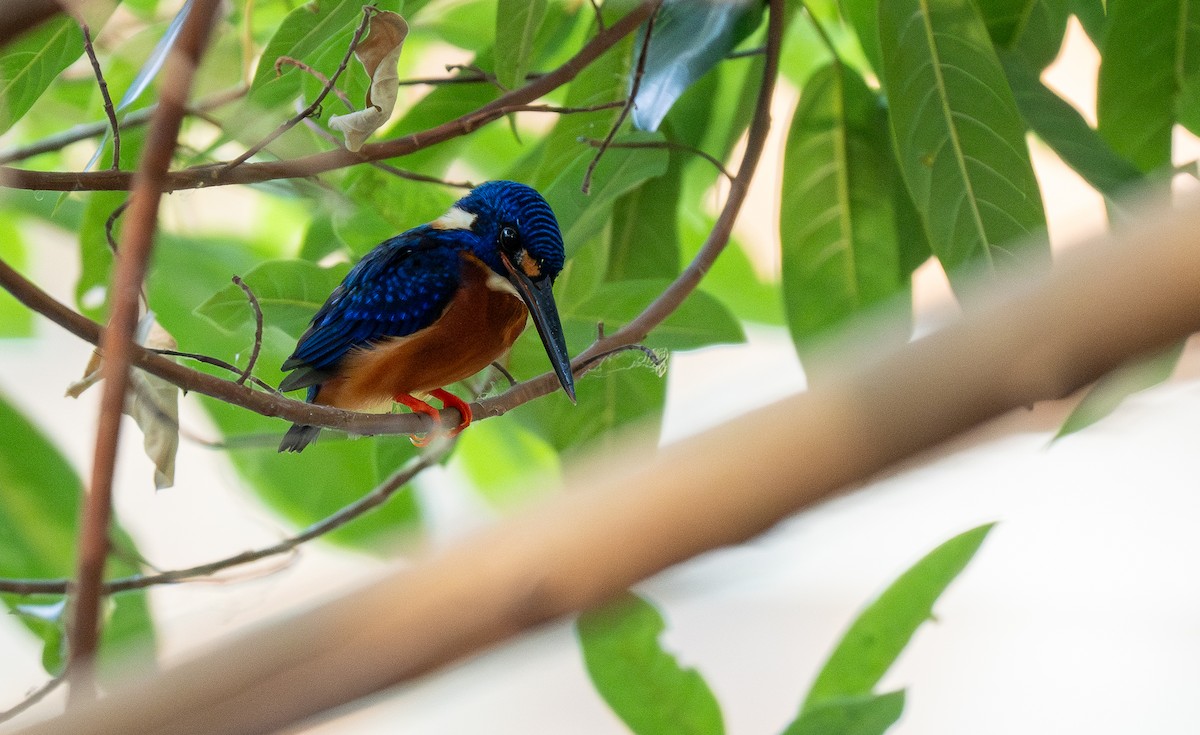 Blue-eared Kingfisher - ML614119188