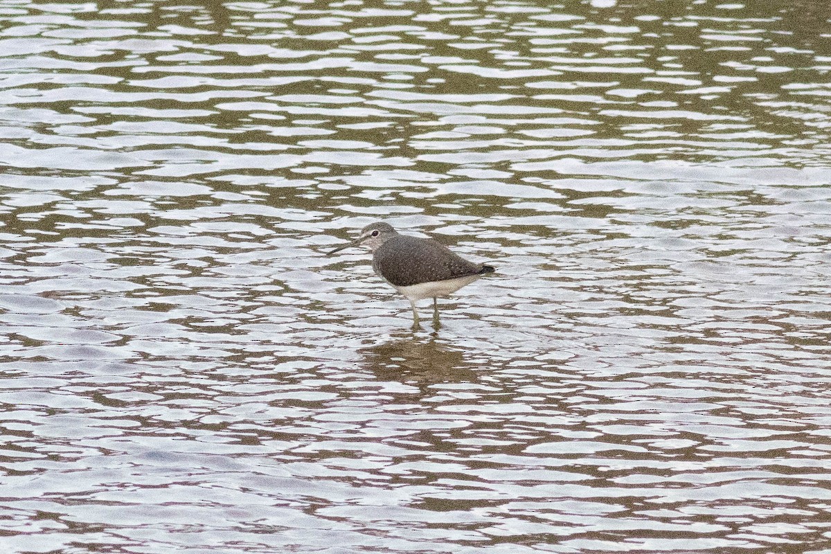 Green Sandpiper - ML614119217
