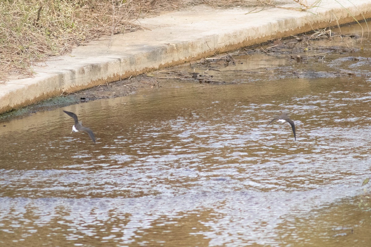 Green Sandpiper - ML614119218
