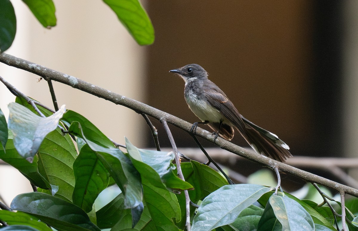 Malaysian Pied-Fantail - ML614119222