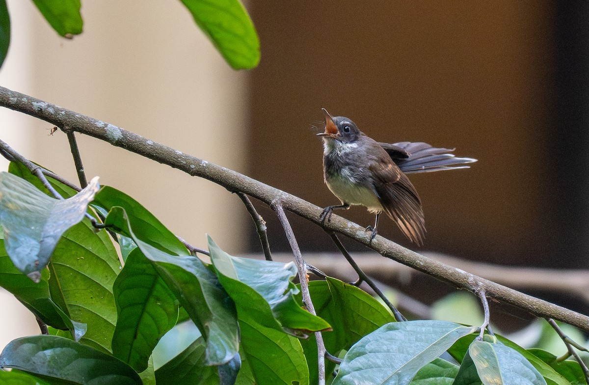 Malaysian Pied-Fantail - ML614119223