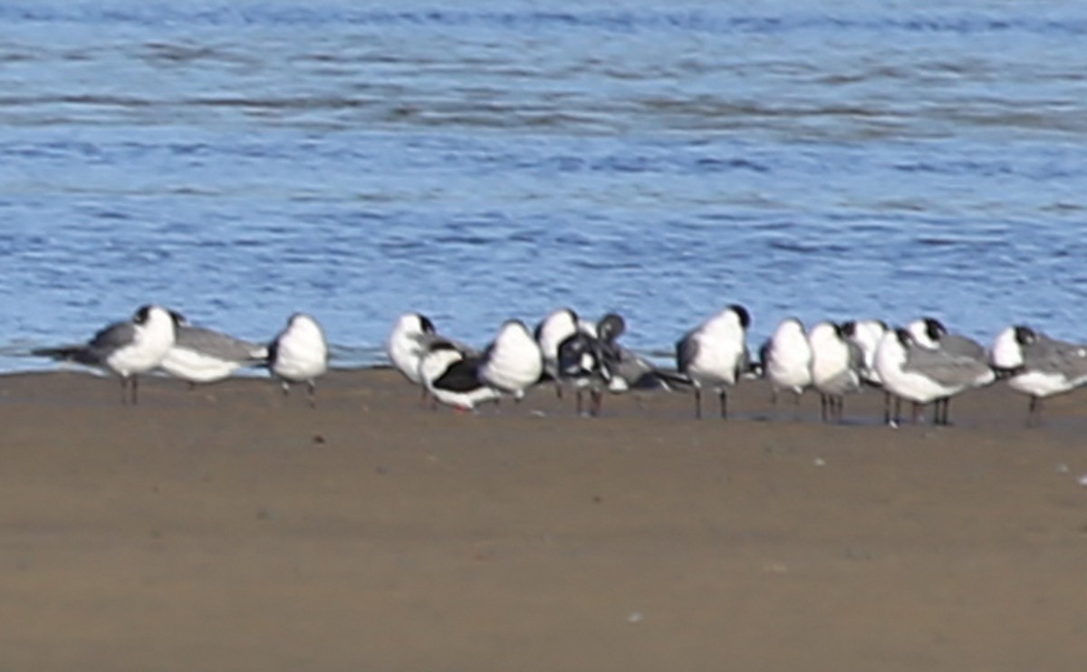 Black Skimmer - ML614119224