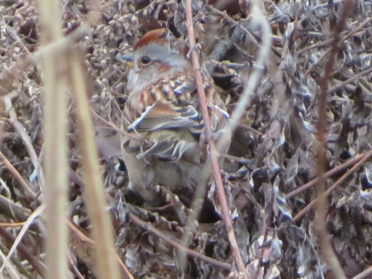 American Tree Sparrow - ML614119284