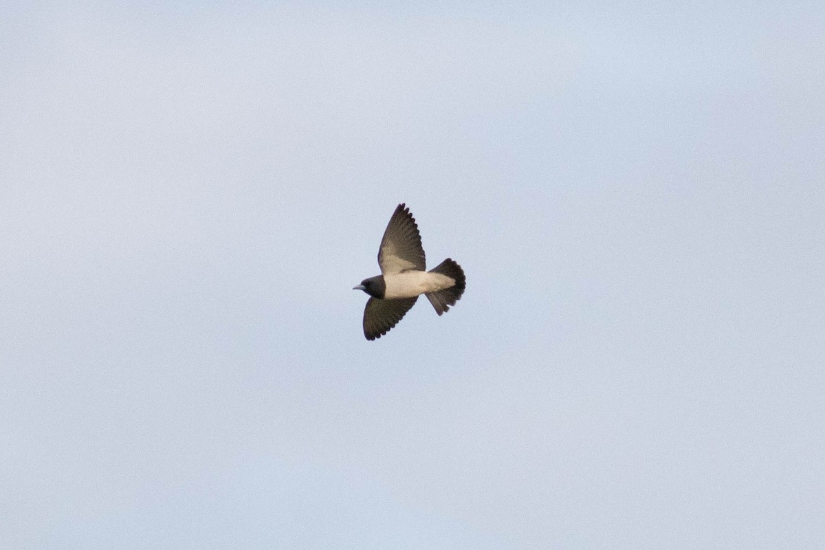 White-breasted Woodswallow - ML614119291