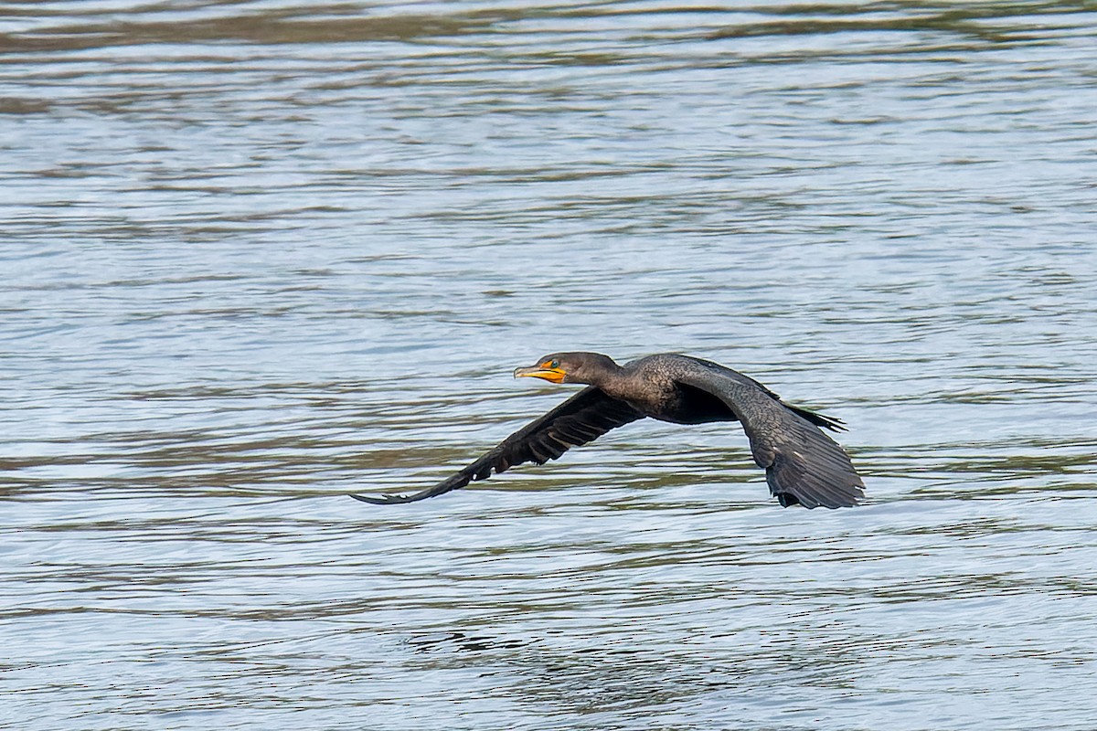 Double-crested Cormorant - ML614119393