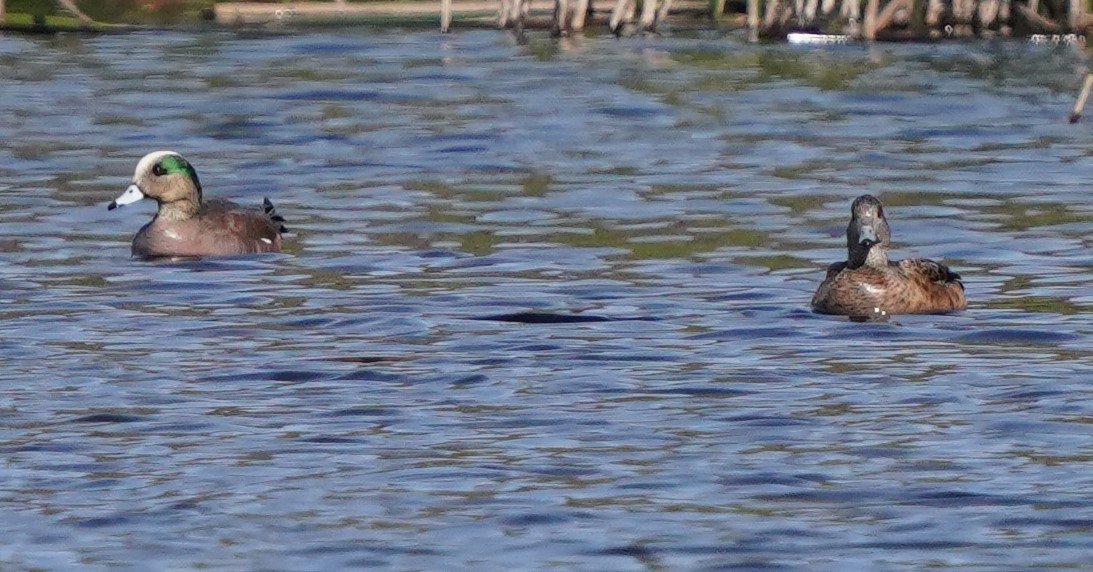 American Wigeon - Richard Block