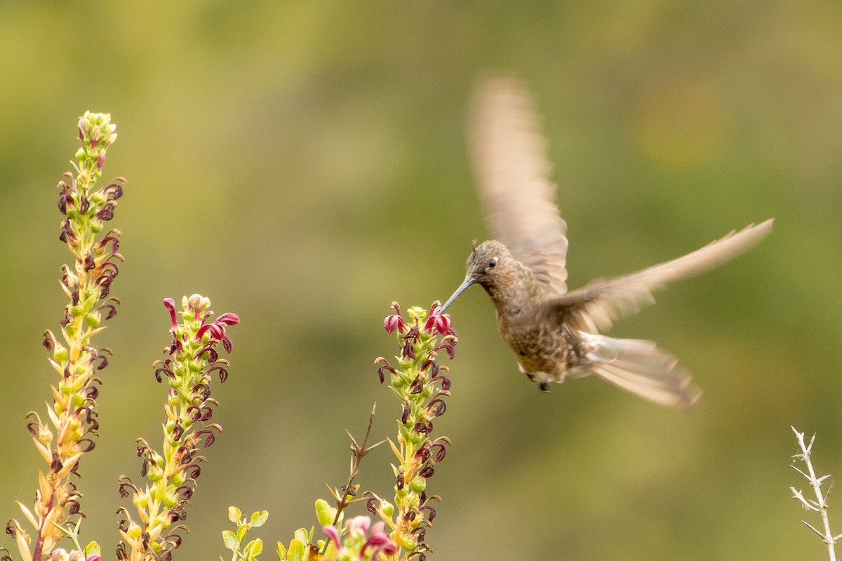 Giant Hummingbird - ML614119530