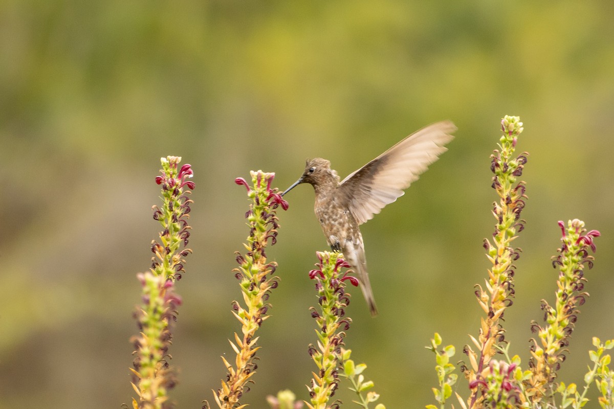 Riesenkolibri - ML614119532