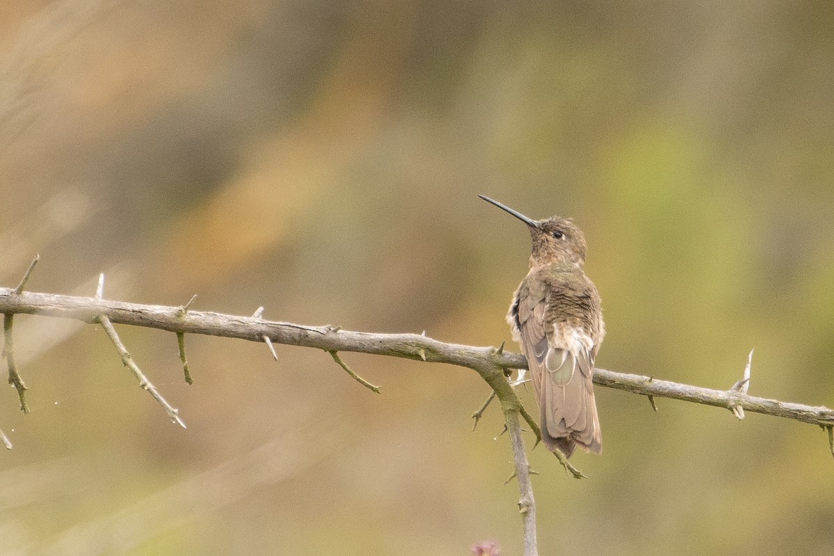 Colibrí Gigante - ML614119533