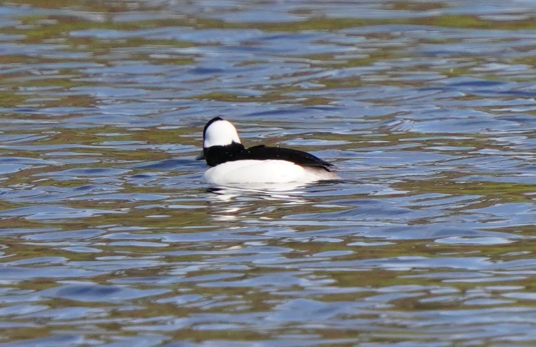 Bufflehead - ML614119548