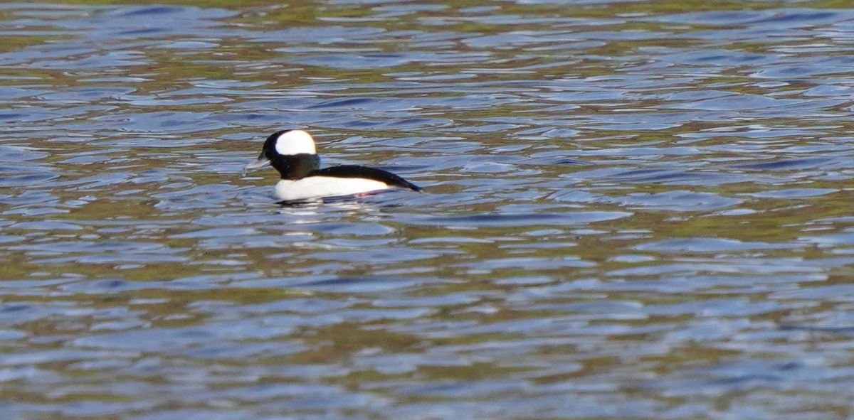 Bufflehead - Richard Block