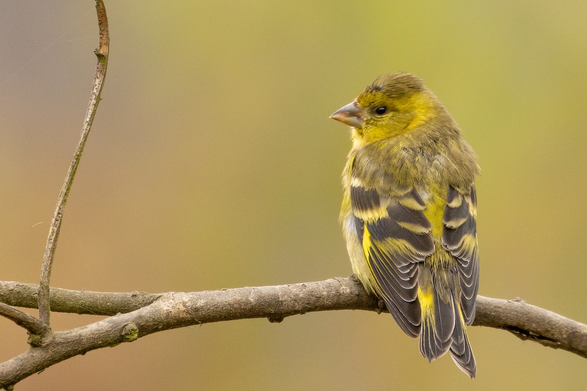 Black-chinned Siskin - ML614119557