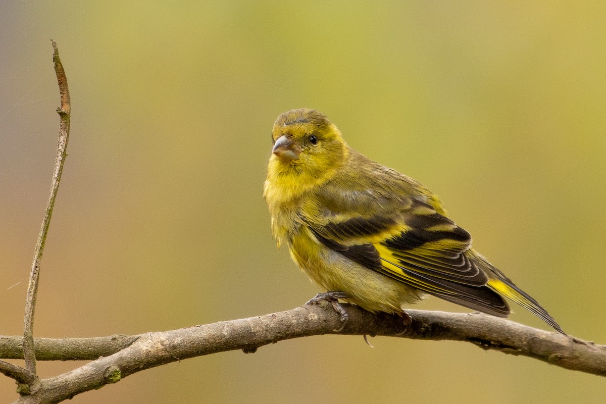 Black-chinned Siskin - ML614119559