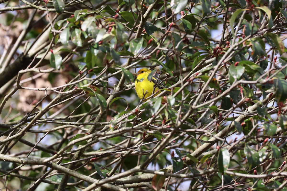 Western Tanager - Ben Goldberg