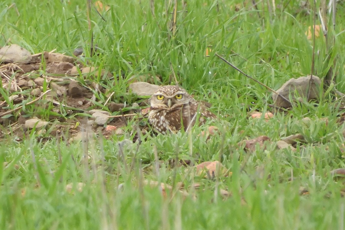 Burrowing Owl - Gabriel Olin