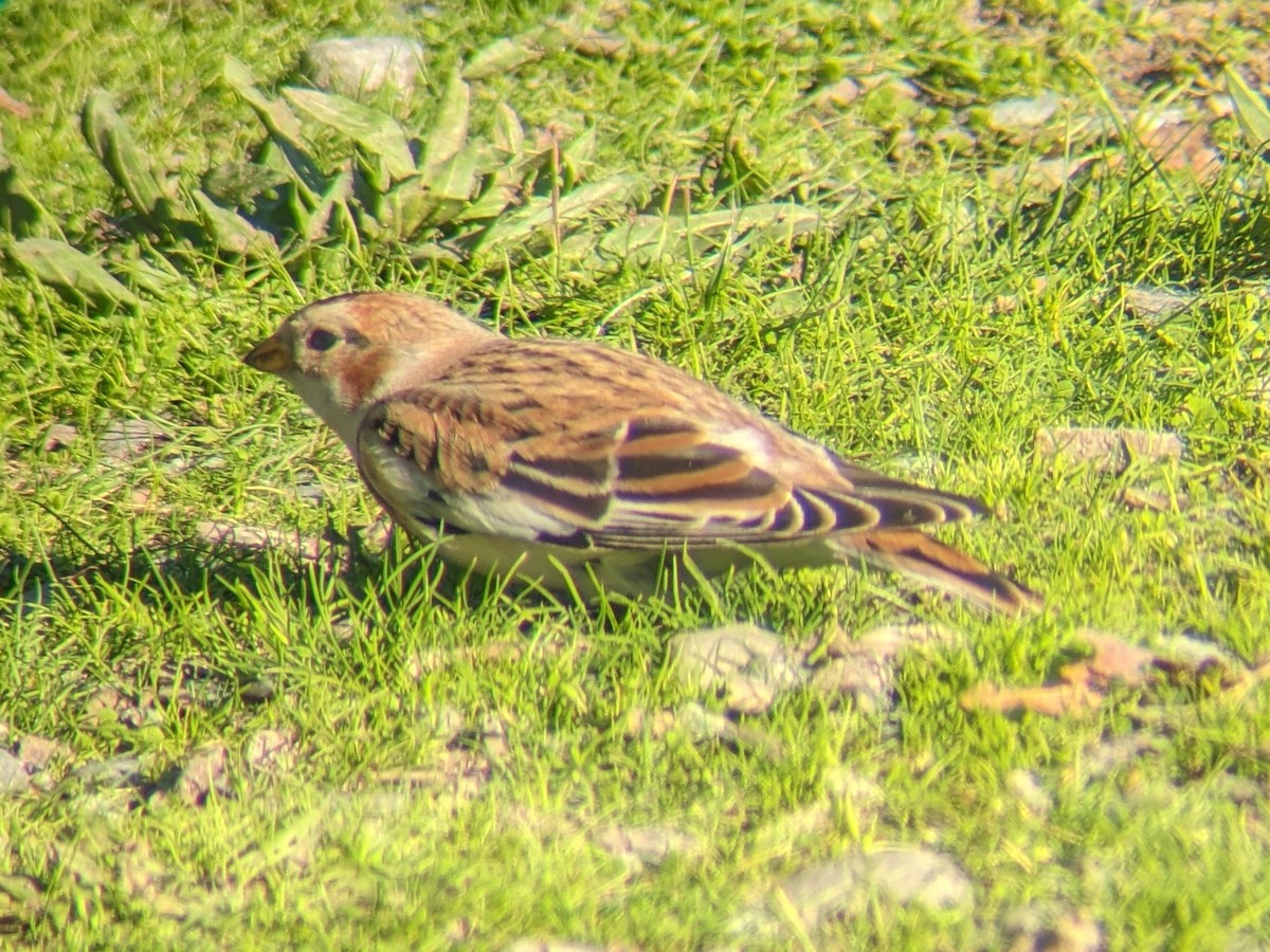 sněhule severní - ML614119617