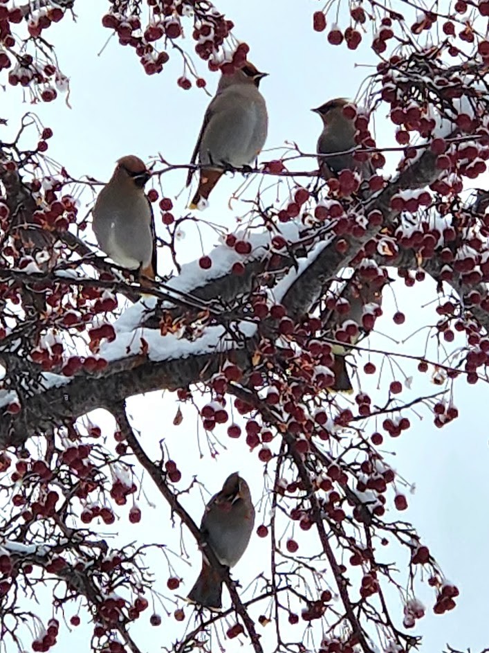 Bohemian Waxwing - ML614119618