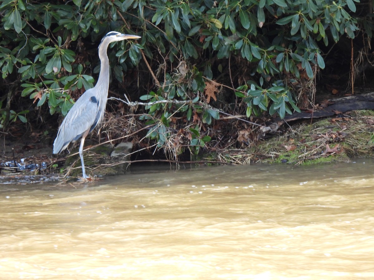 Great Blue Heron - Sandy Sanders