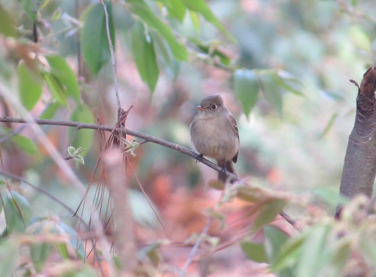 Pine Flycatcher - ML614119637